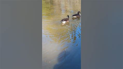 大雁燉湯怎麼做好喫？談論大雁的生態與飼養